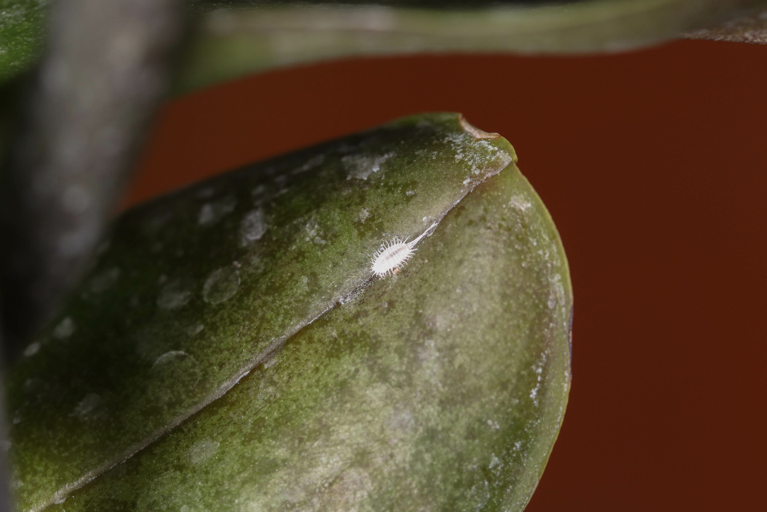 Cochenille sur une feuille d'orchidée