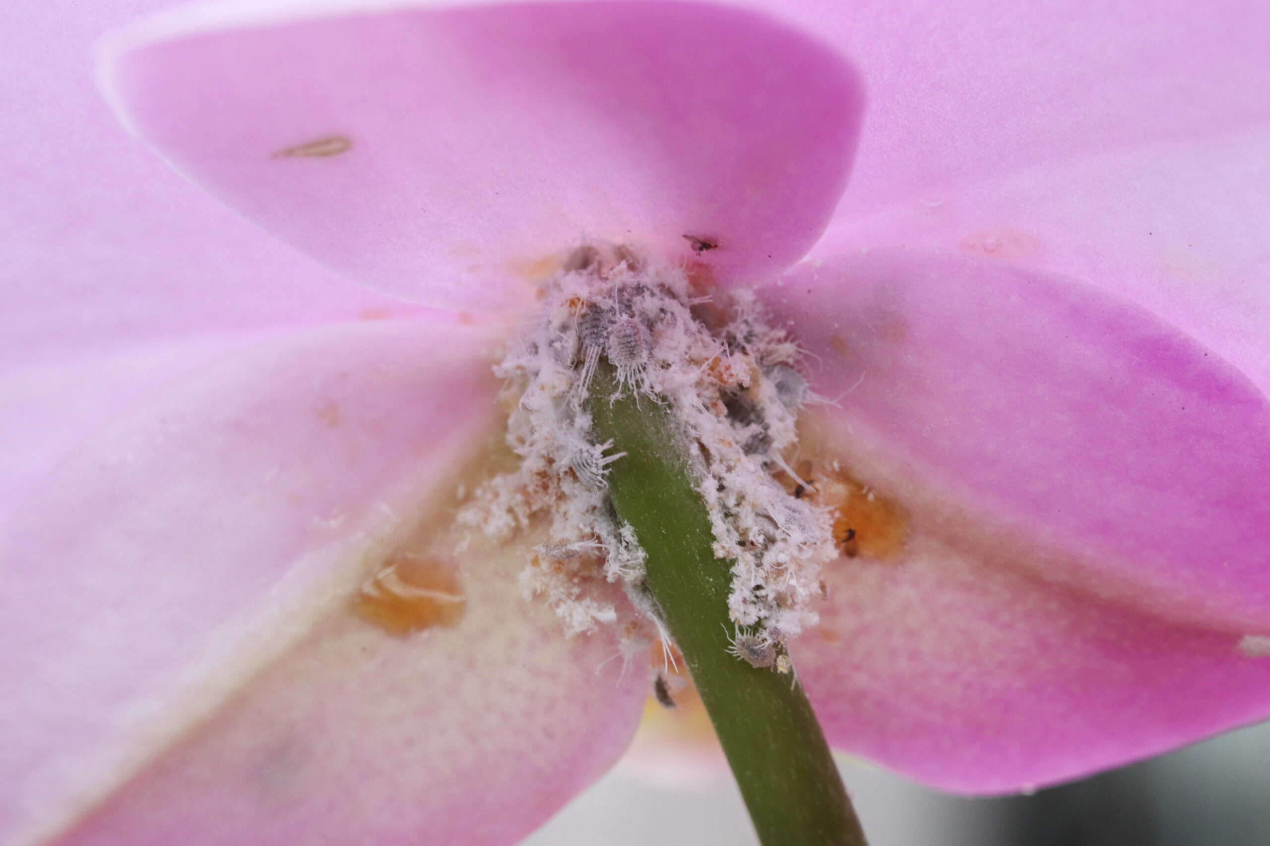 Cochenille sur une fleur d'orchidée