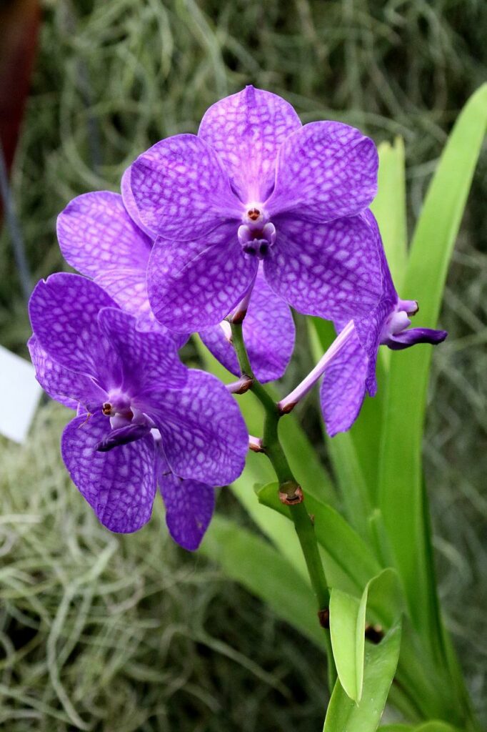 Comment cultiver le Vanda ? - Orchid Info