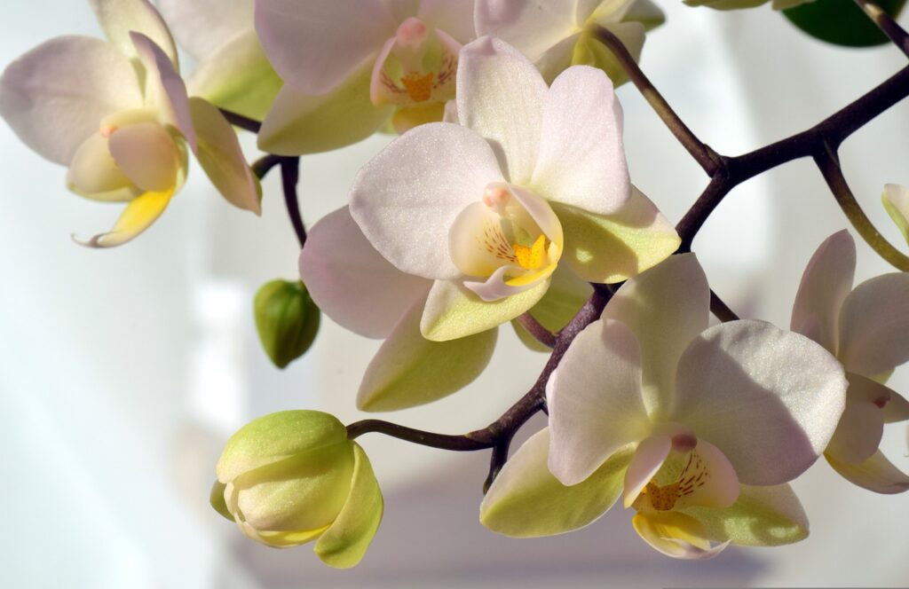 Comment Cultiver Les Phalaenopsis Hybrides Orchid Info