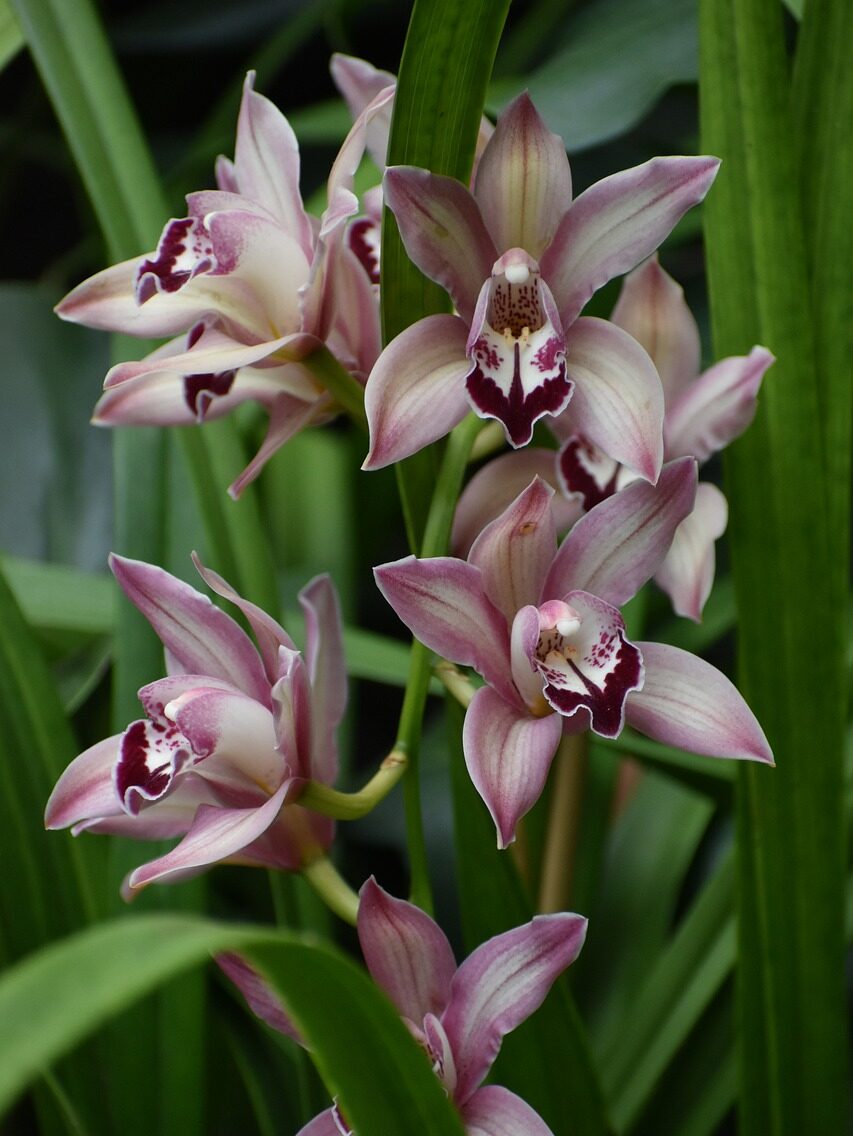 Orchid Info, le site qui veut du bien à vos orchidées Accueil