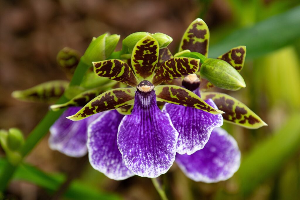 Orchid Info, Le Site Qui Veut Du Bien à Vos Orchidées | Accueil