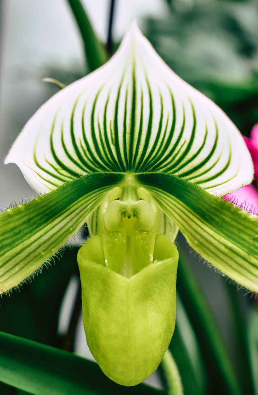 close up of a venus slipper orchid