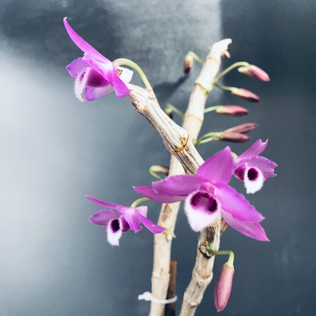 Orchidée Dendrobium 'Golden Thousand Chang' – Plante Verte
