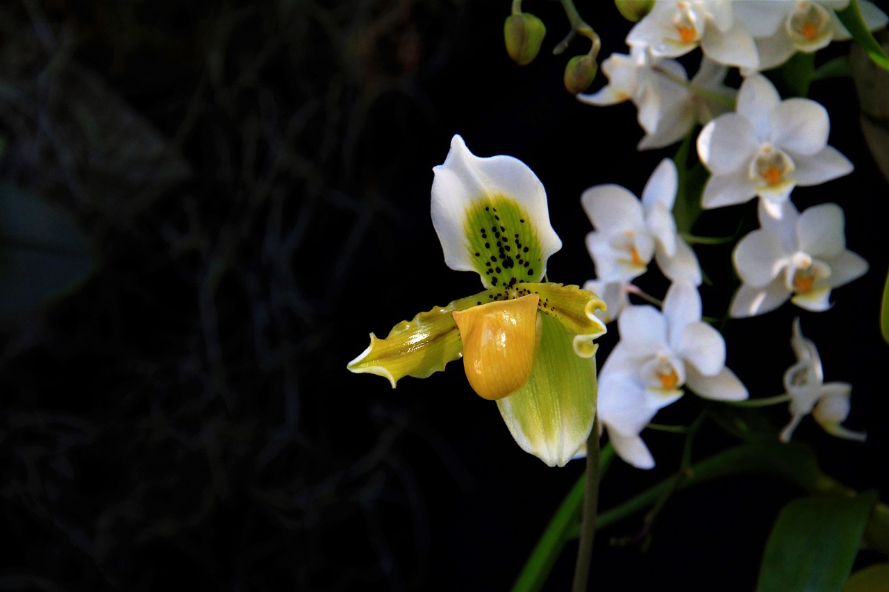venus slipper, orchids, flowers-6557127.jpg
