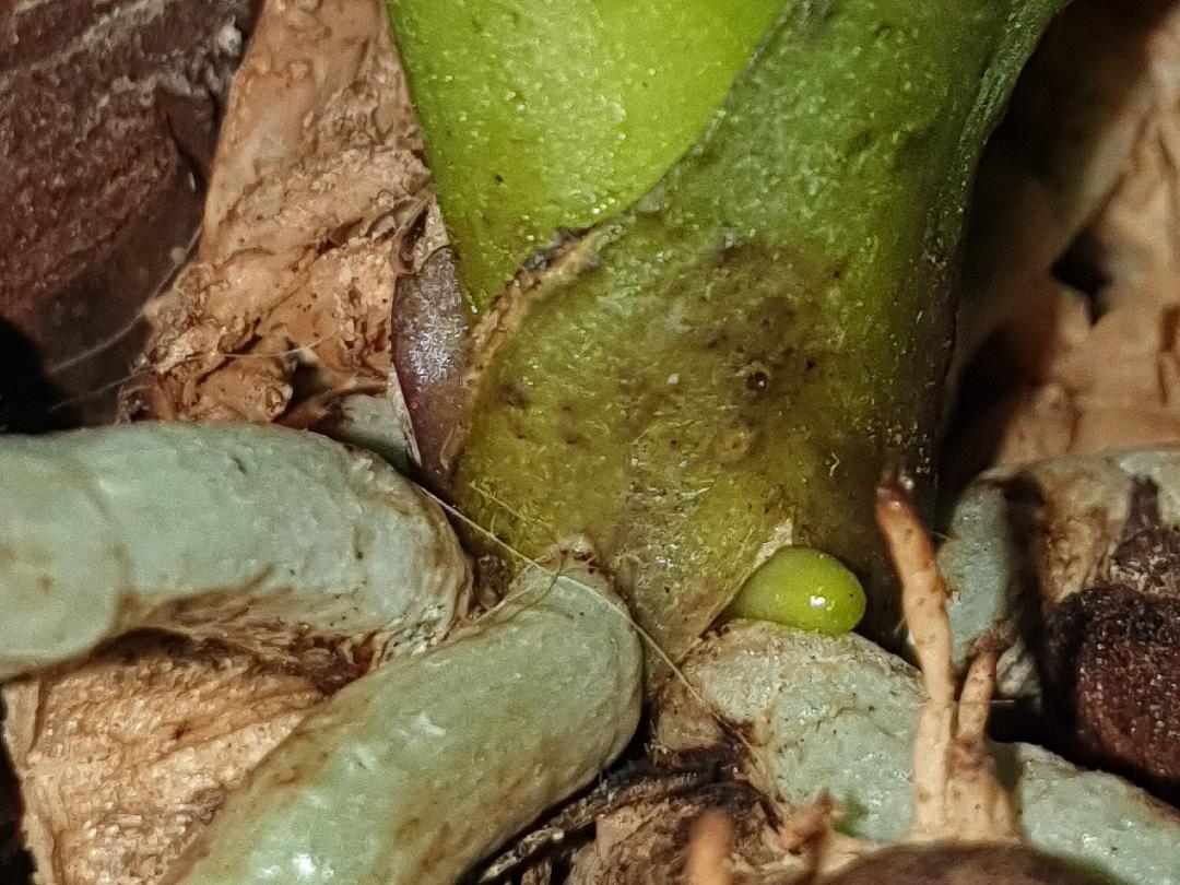 Nos conseils de culture pour de belles orchidées Orchid Info