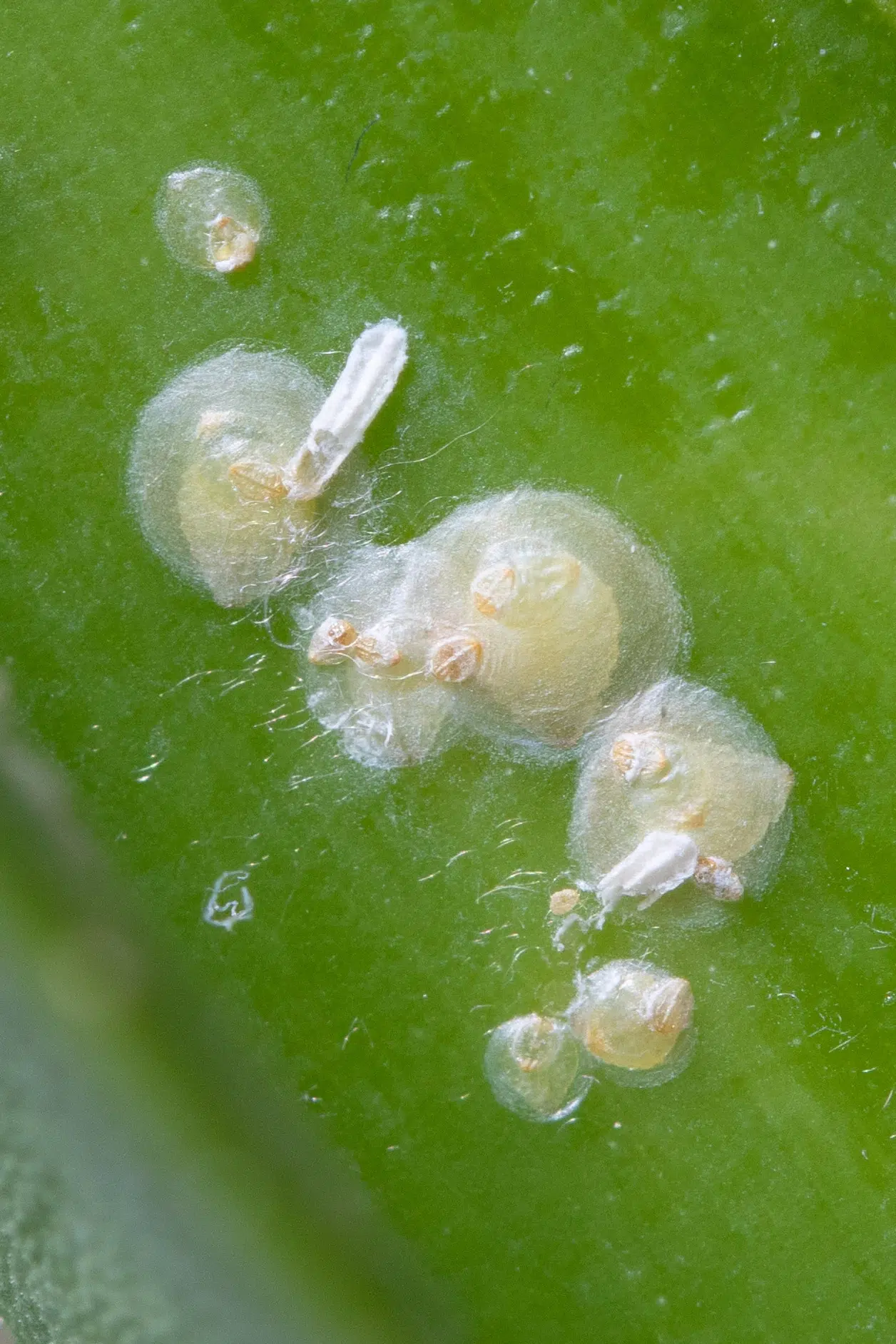 cochenille boisduval sur cattleya 3