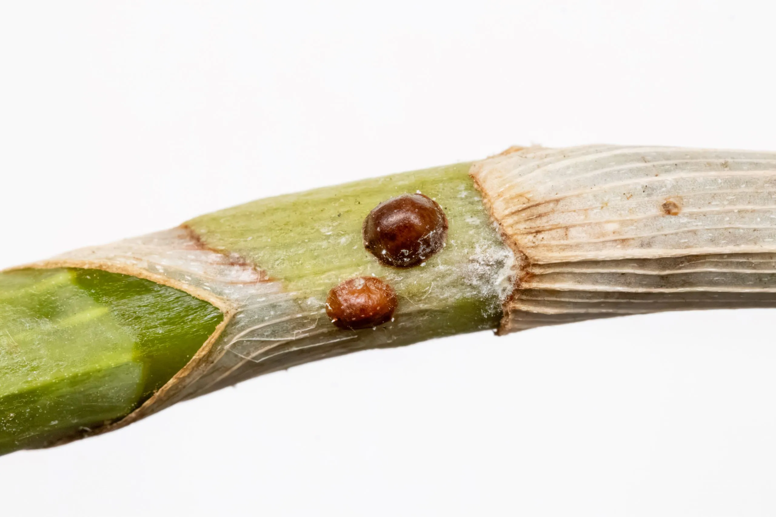 cochenille a carapace 3123 02