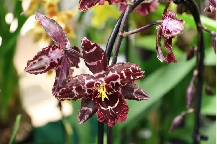 11e Salon des orchidées et plantes rares a Liergues (69)