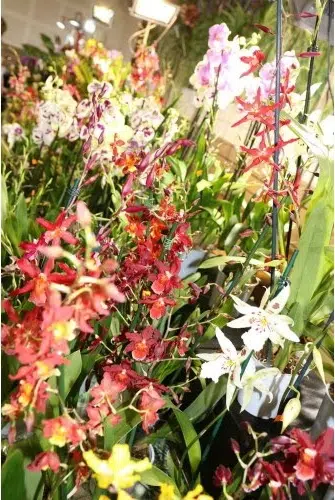 11e Salon des orchidées et plantes rares a Liergues (69)