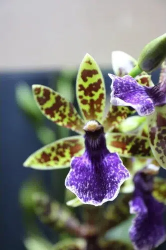 11e Salon des orchidées et plantes rares a Liergues (69)