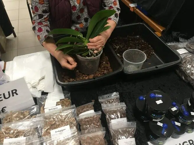11e Salon des orchidées et plantes rares a Liergues (69)