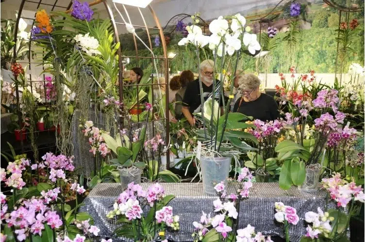 11e Salon des orchidées et plantes rares a Liergues (69)