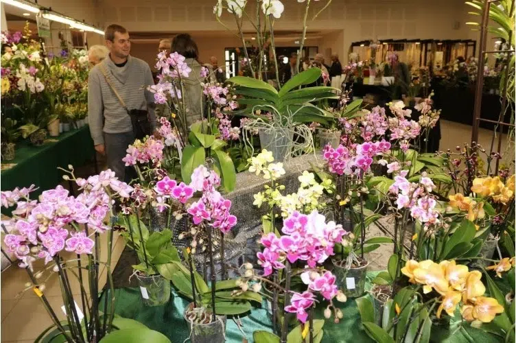 11e Salon des orchidées et plantes rares a Liergues (69)