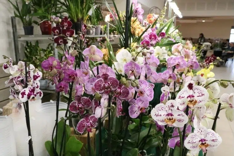 11e Salon des orchidées et plantes rares a Liergues (69)
