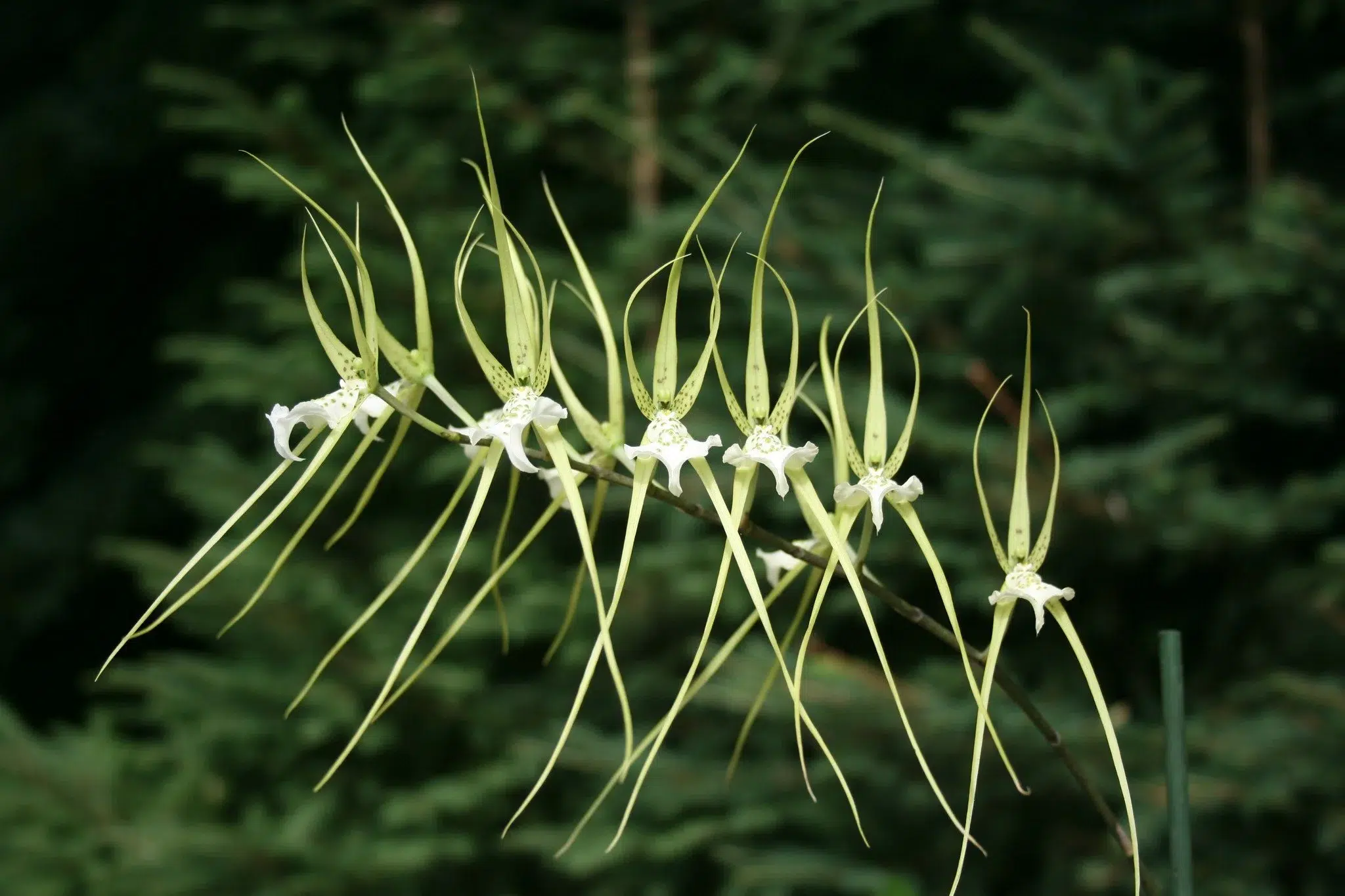 Brassia verrucosa ©Les Orchidées de Michel Vacherot