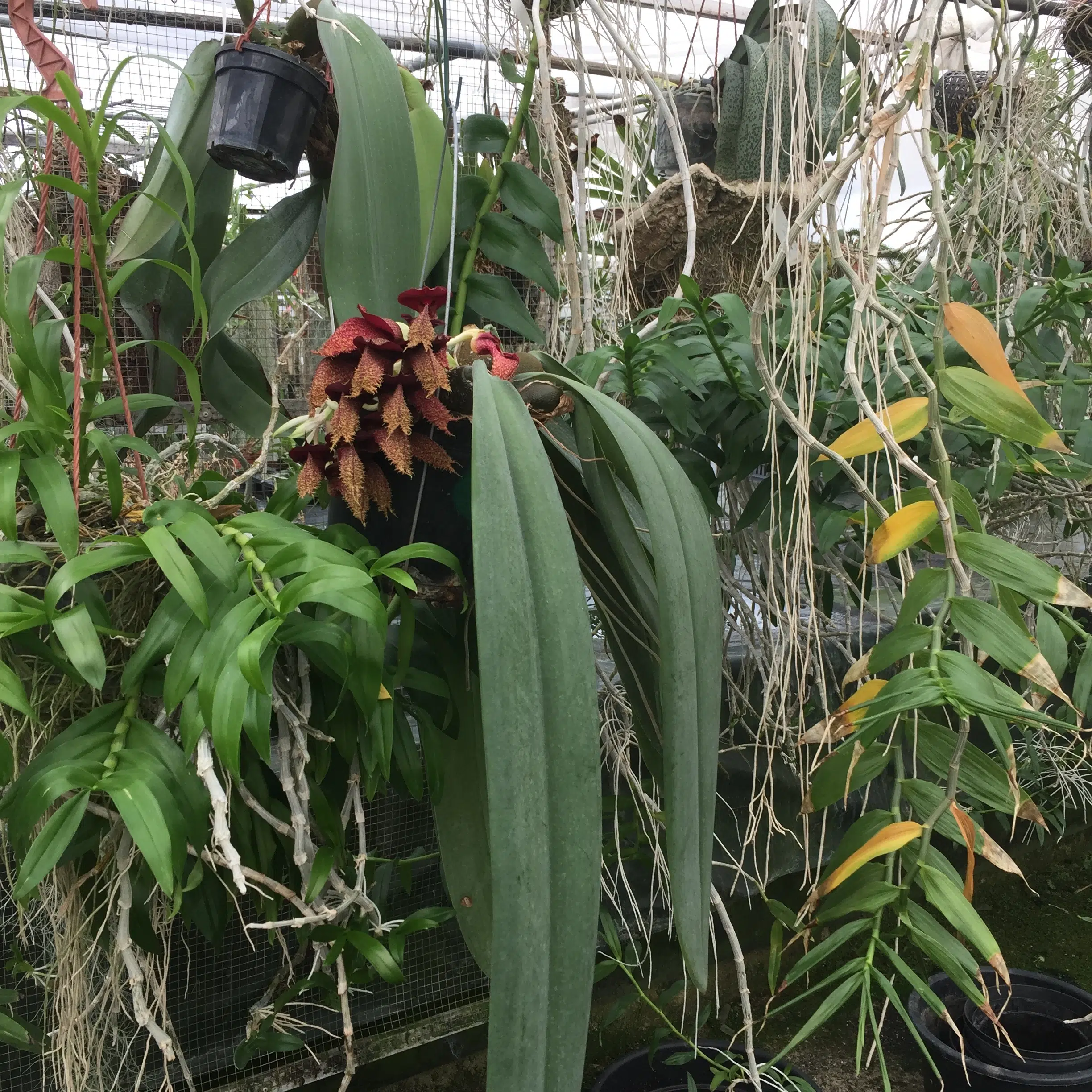 Bulbophyllum phalaenopsis ©Les Orchidées de Michel Vacherot