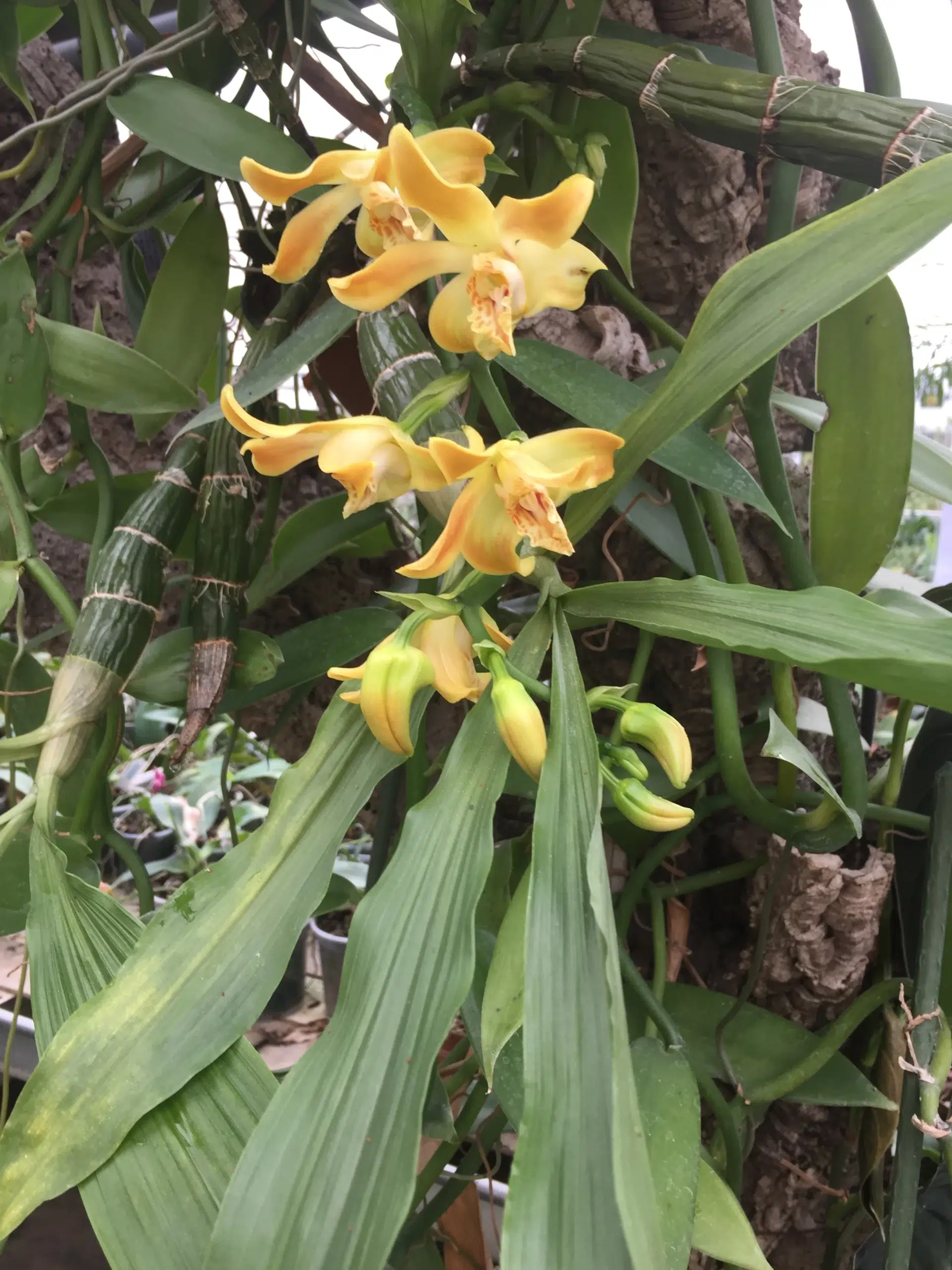 Chysis laevis ©Les Orchidées de Michel Vacherot