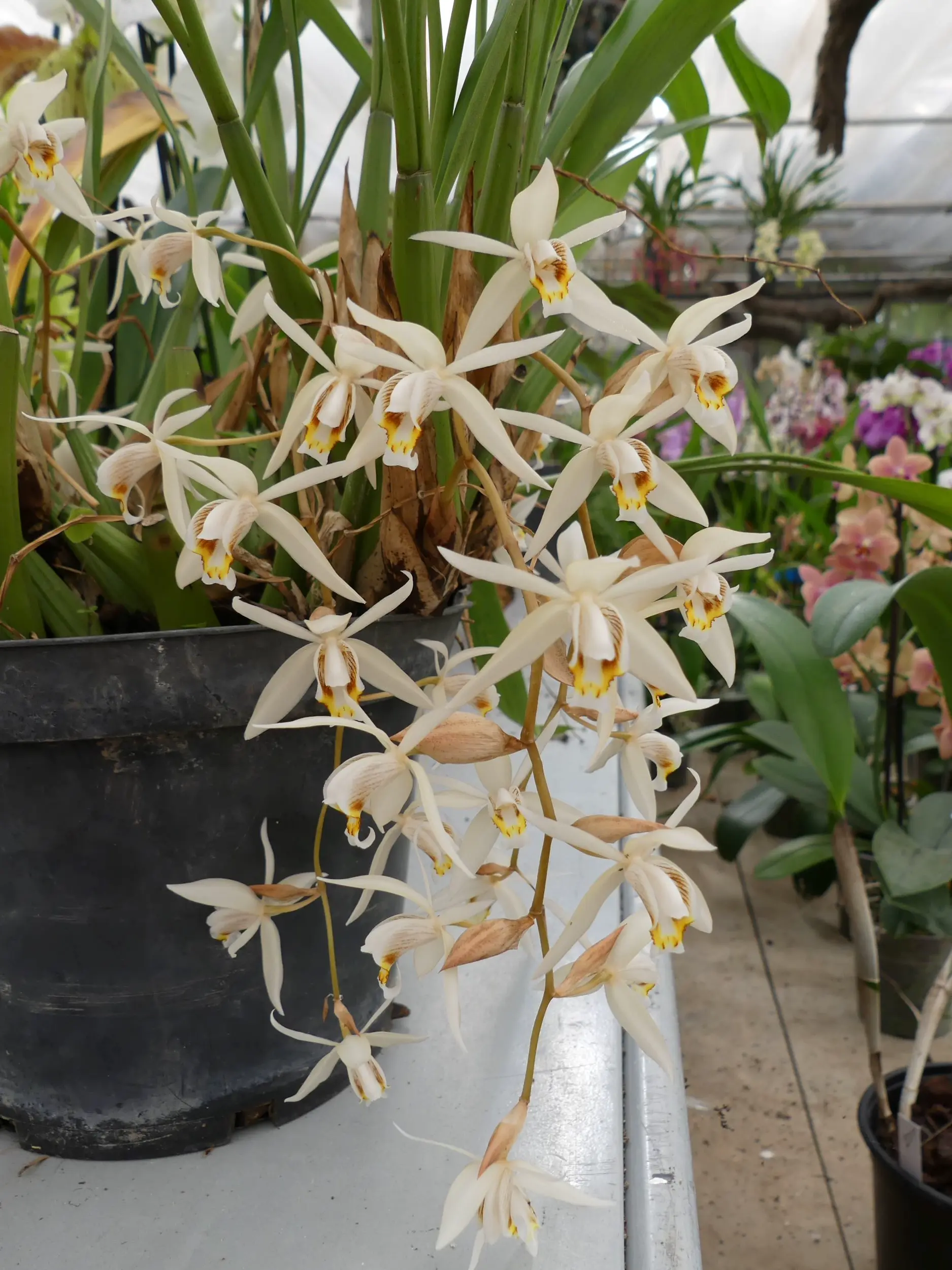 Coelogyne ©Les Orchidées de Michel Vacherot