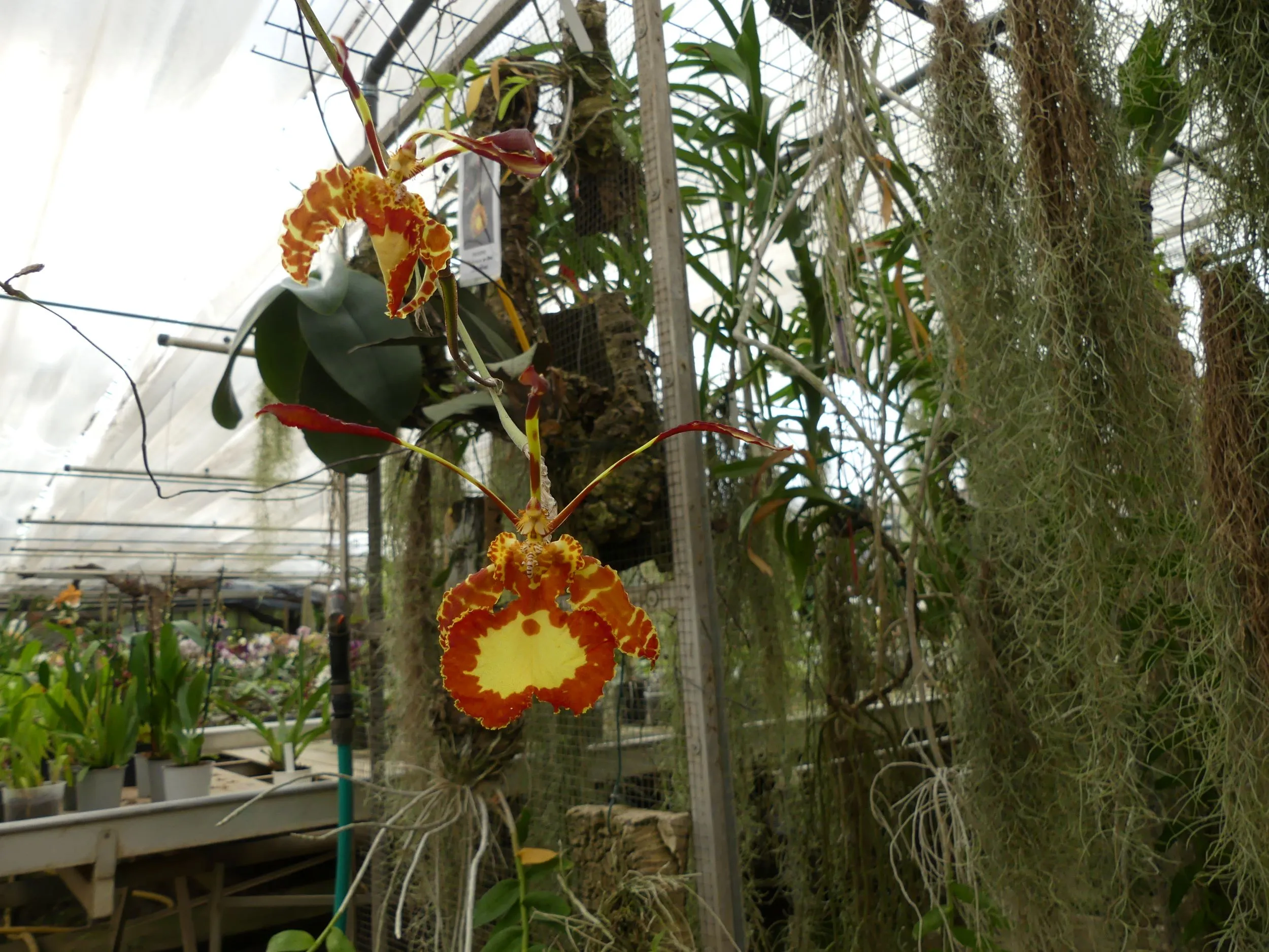 Psychopsis ©Les Orchidées de Michel Vacherot