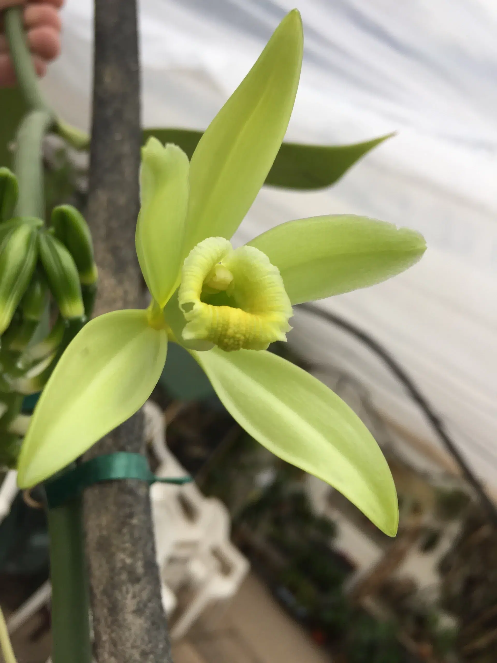 Vanilla planifolia ©Les Orchidées de Michel Vacherot