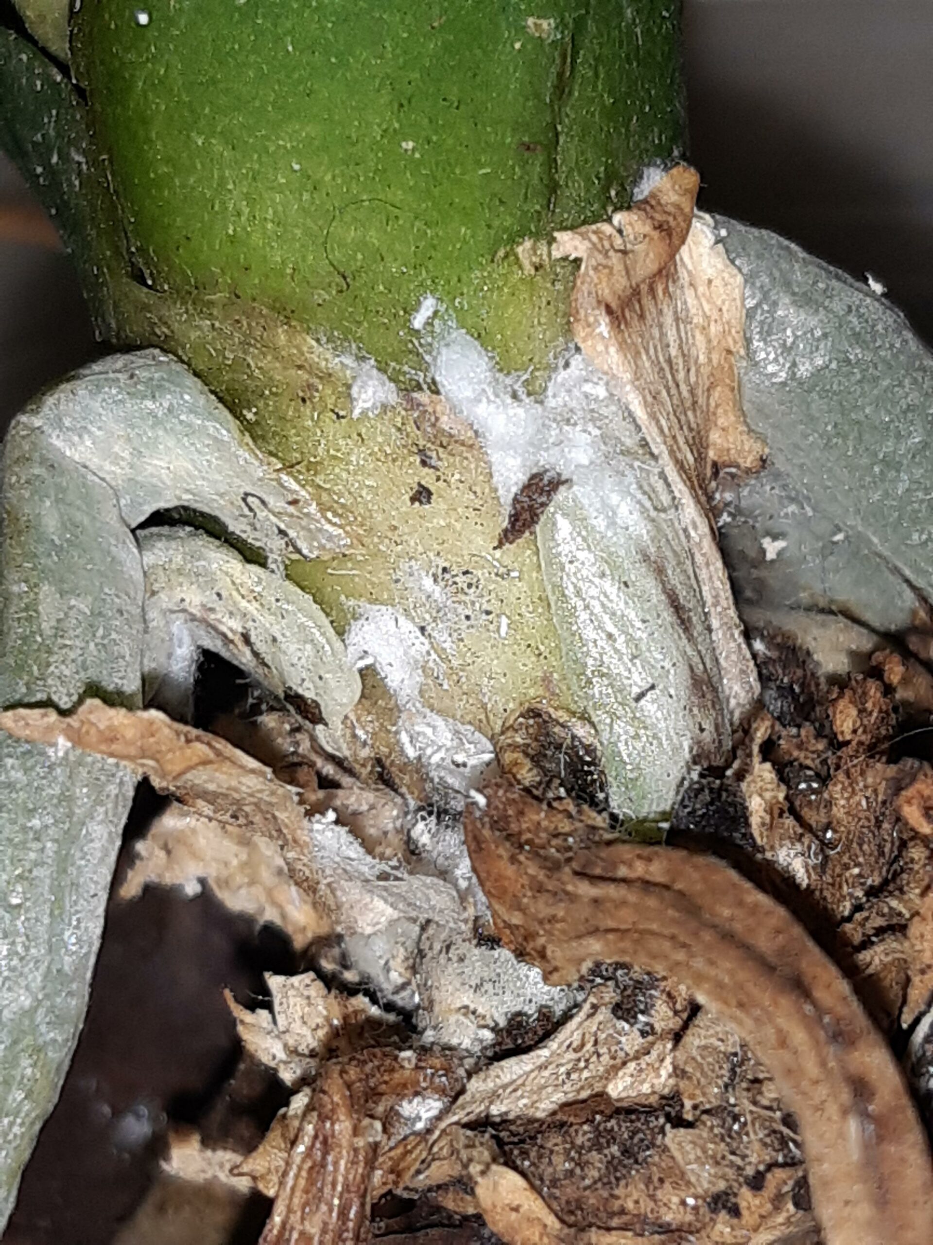 Cochenilles cachées sous les vielles feuilles d'un Phalaenopsis