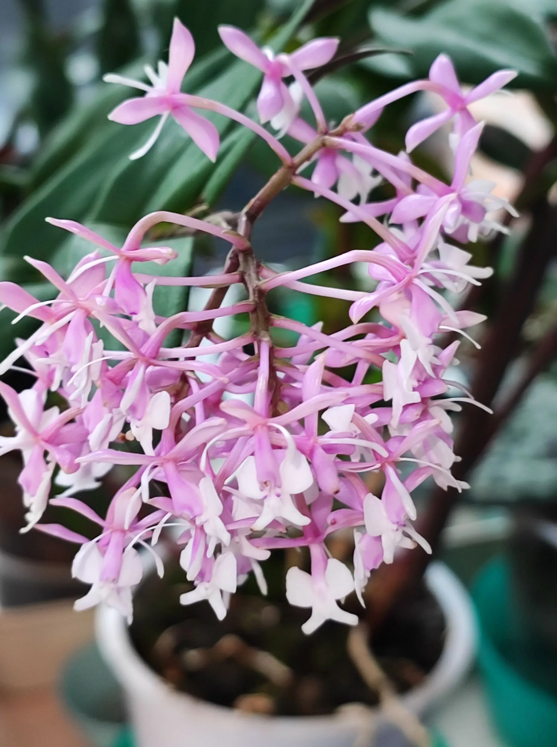 Epidendrum Anika Hassinger