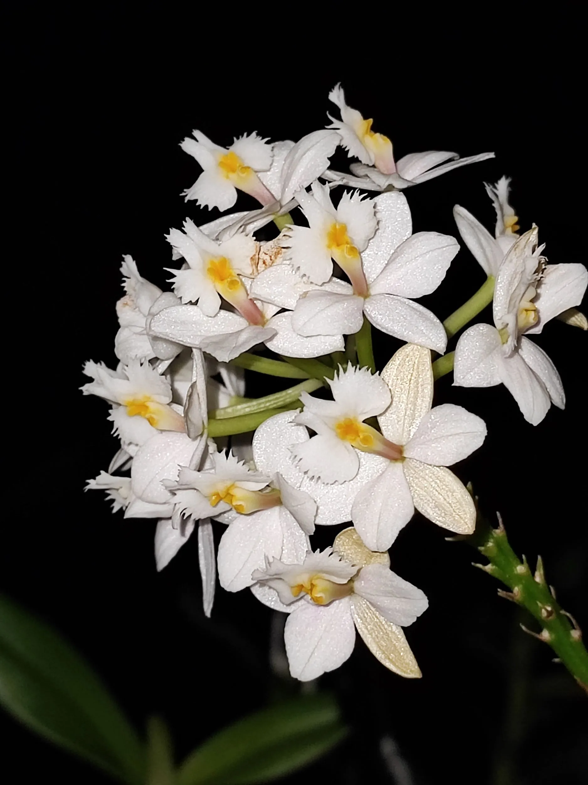 Epidendrum Ballerina blanc