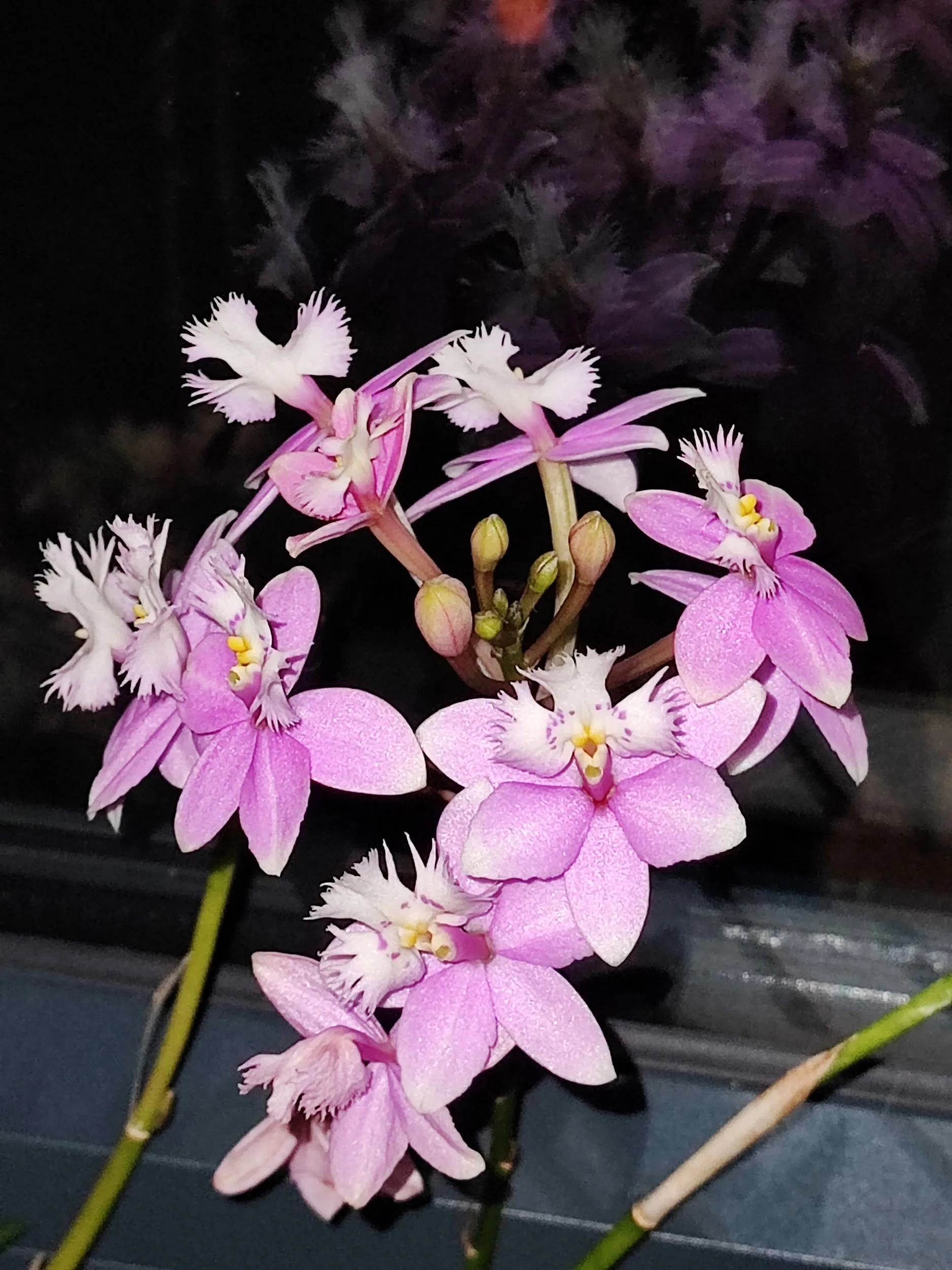 Epidendrum Ballerina rose