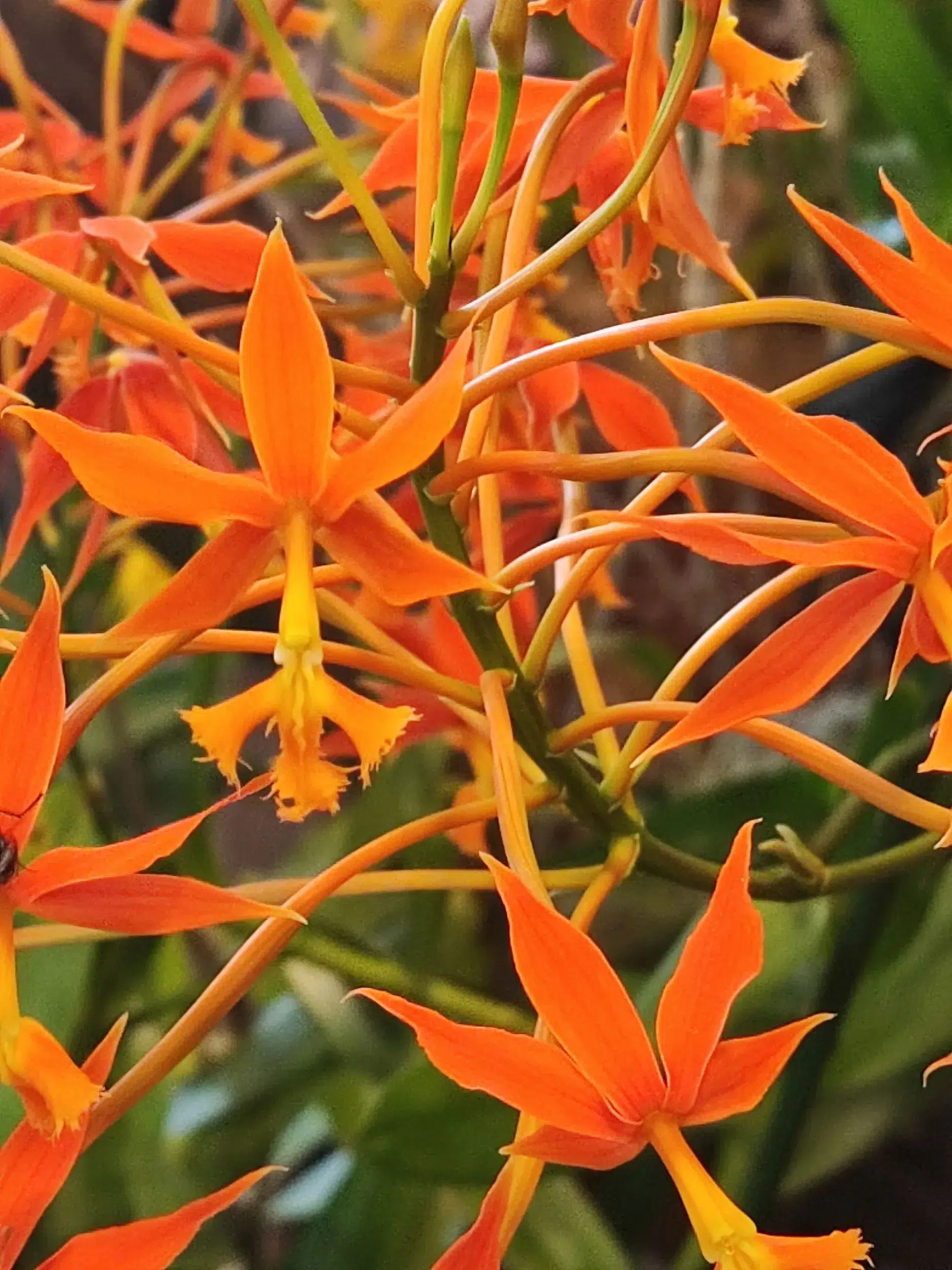 Epidendrum ibaguense