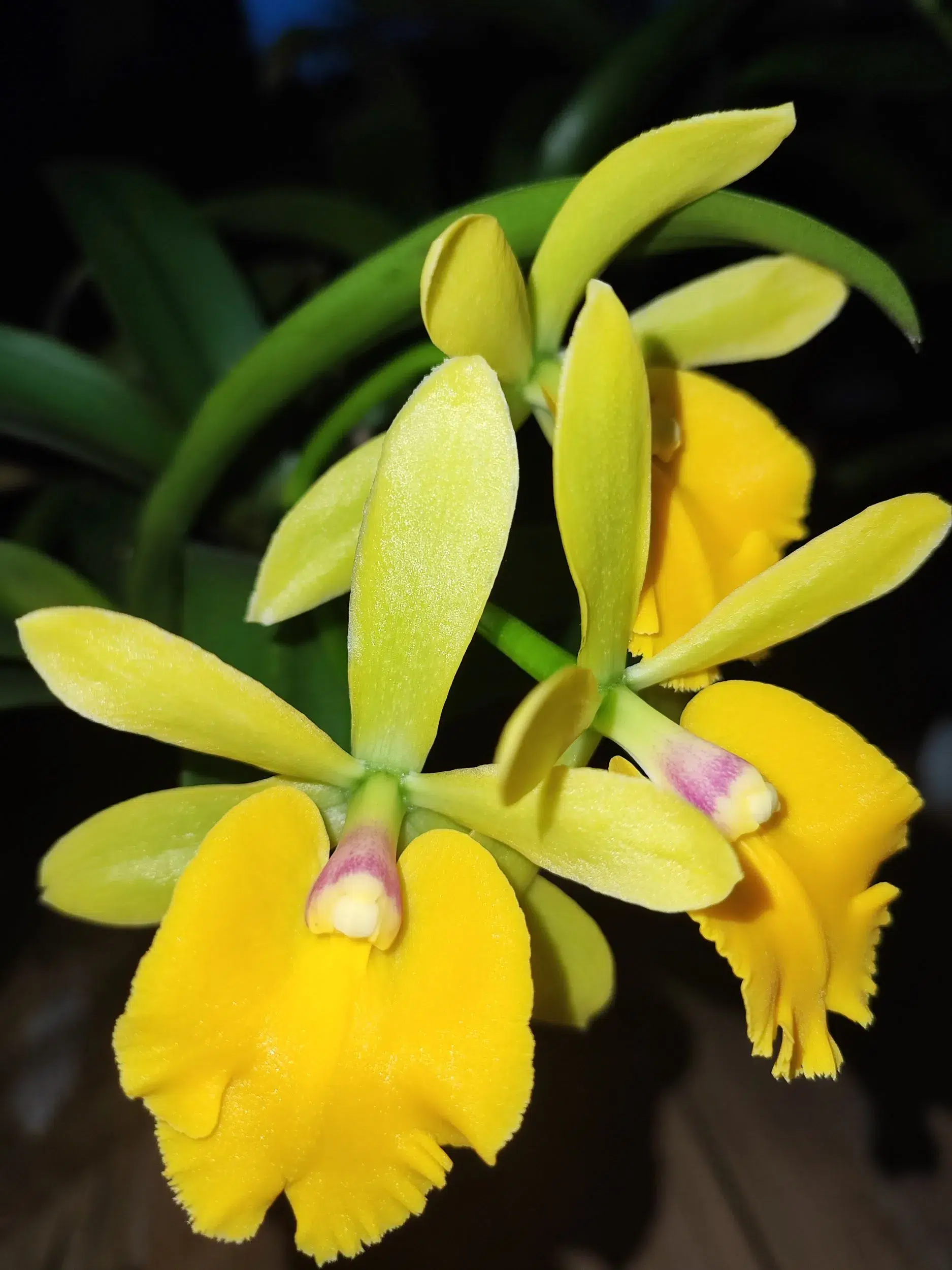Epidendrum Sergioara Yokosuka Story 'Little Oriole'
