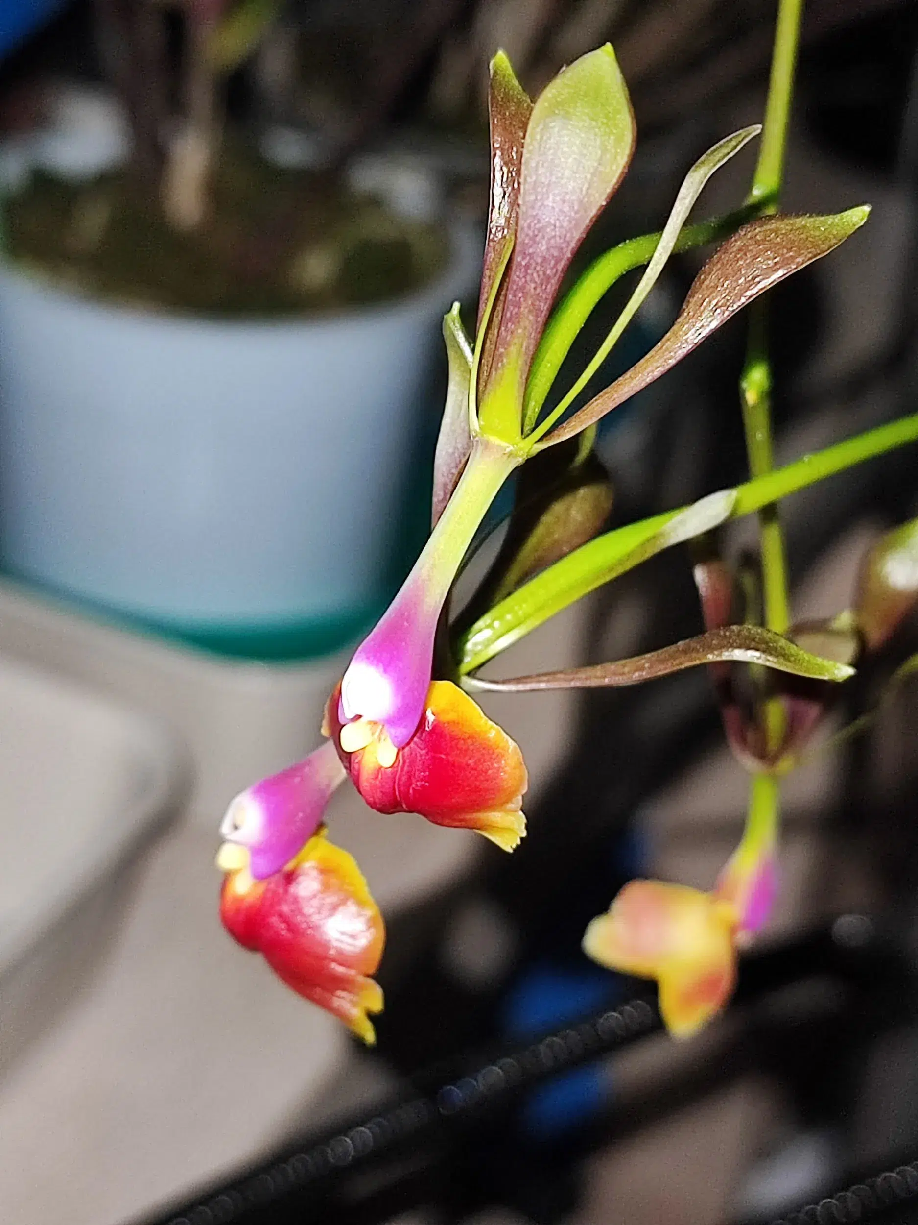 Epidendrum Thomas Ott