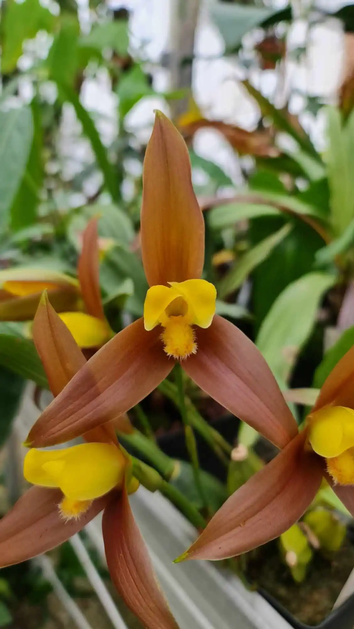 Exposition d'Orchidées à Andrézieux-Bouthéon