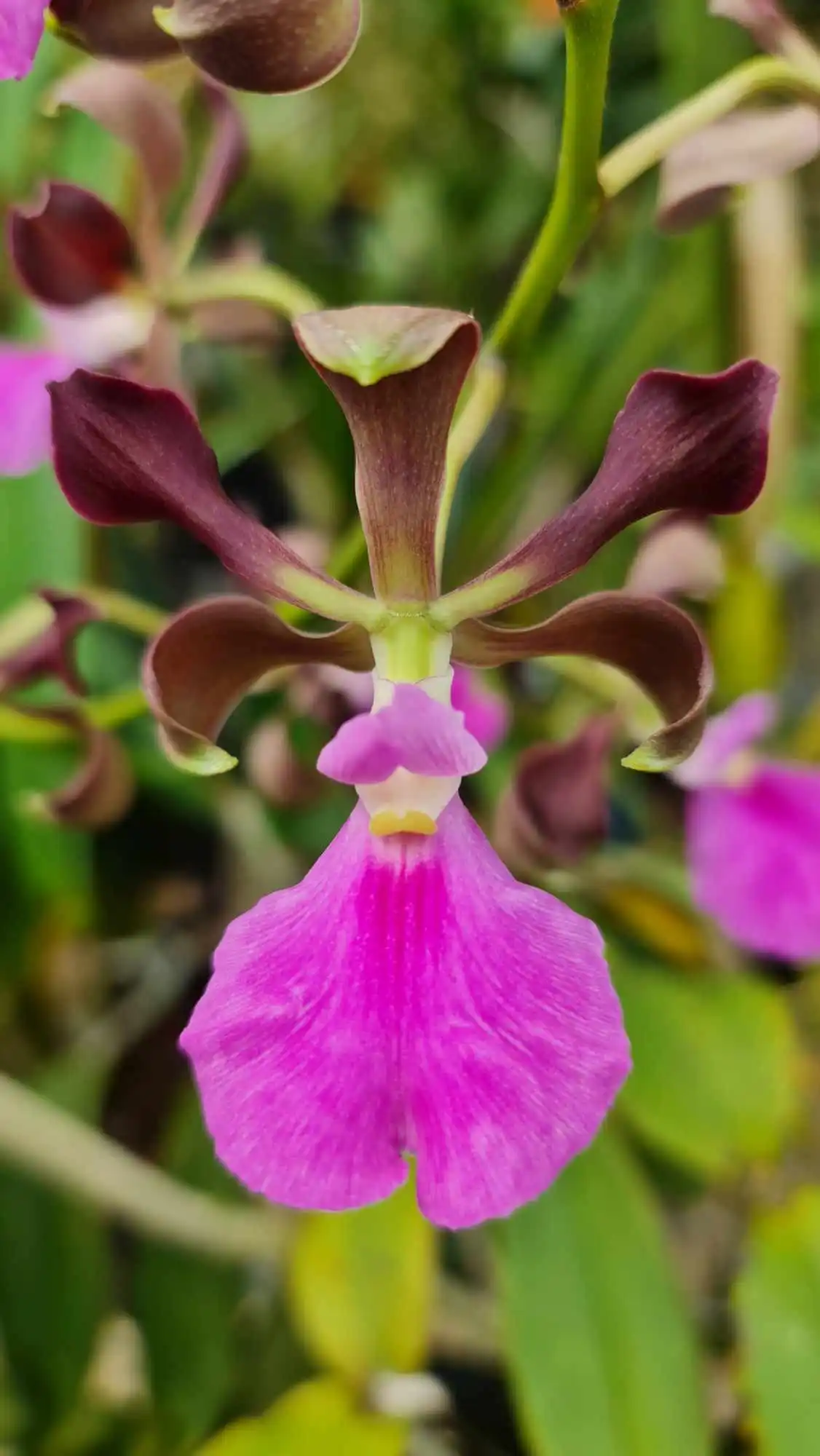 Exposition d'Orchidées à Andrézieux-Bouthéon