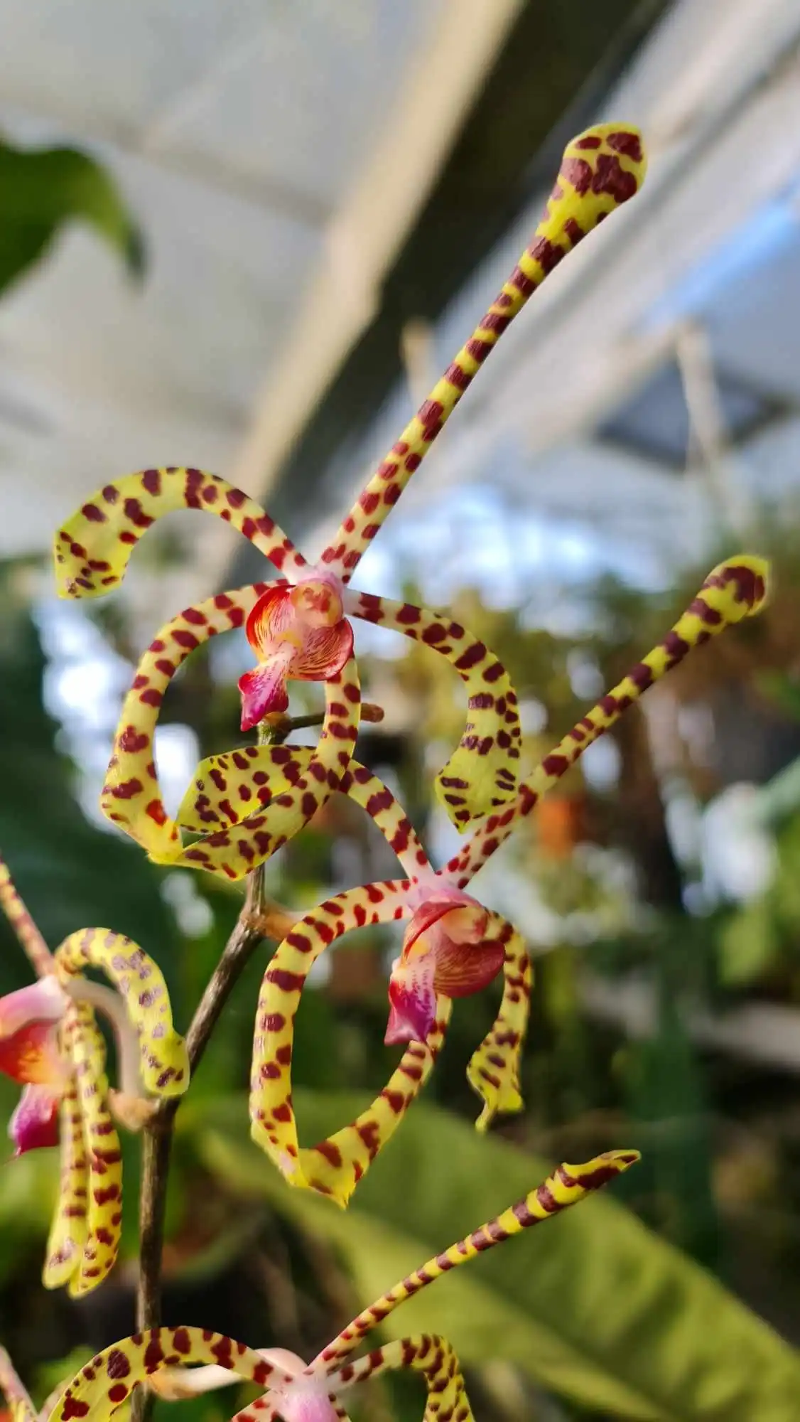 Exposition d'Orchidées à Andrézieux-Bouthéon