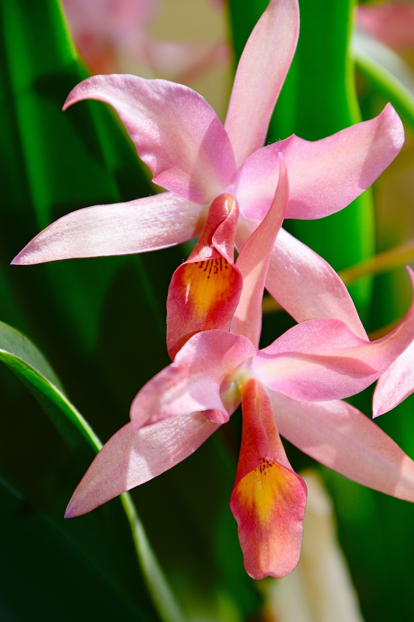 Orchidée Cattleya hybride