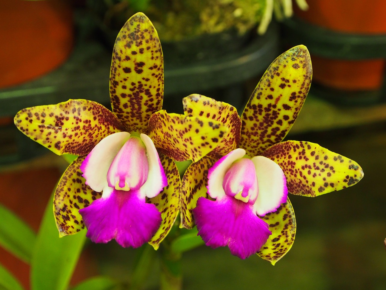 Orchidée Cattleya