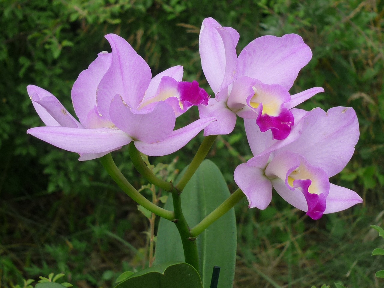 Orchidée Cattleya