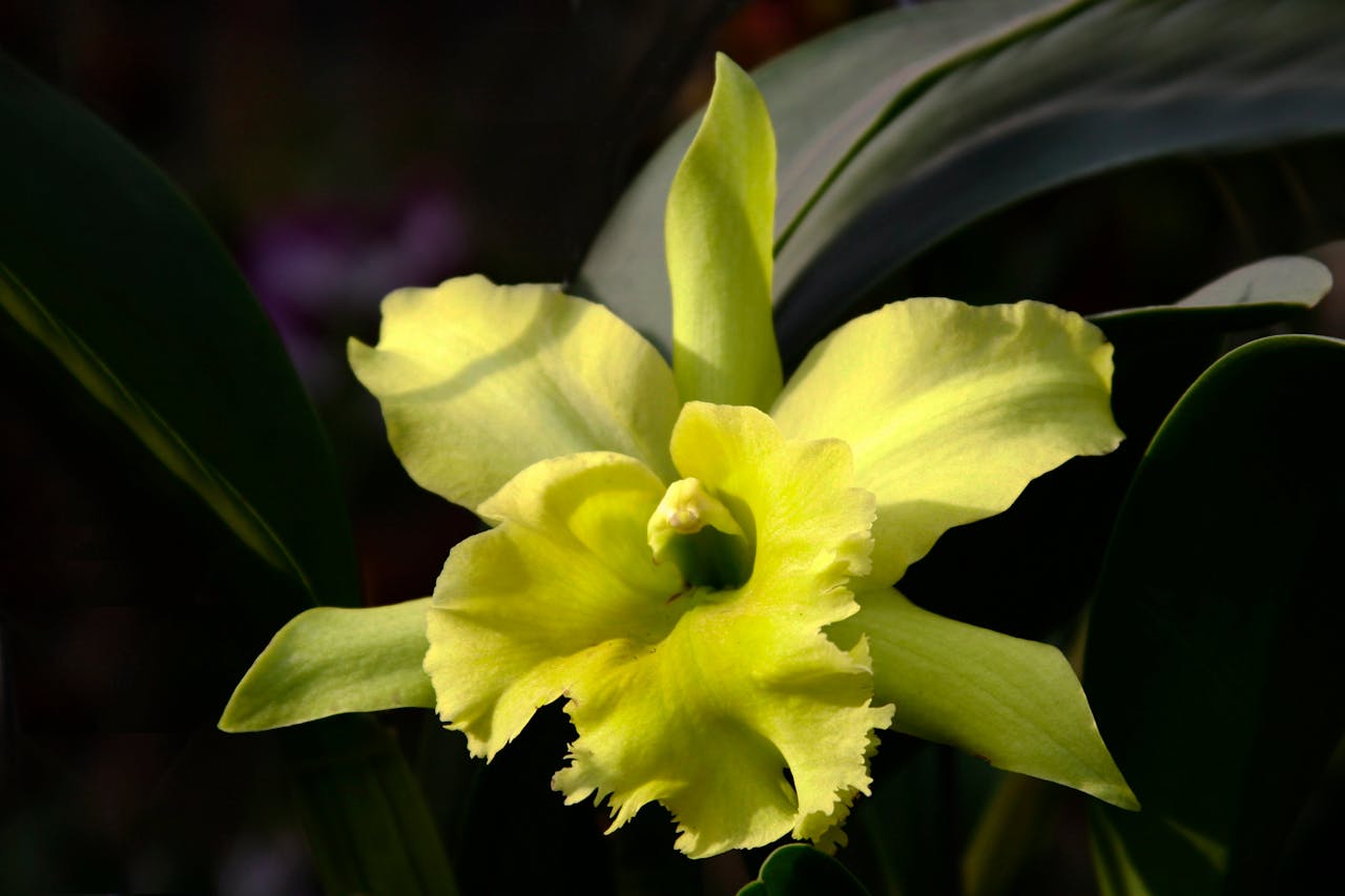 Orchidée Cattleya