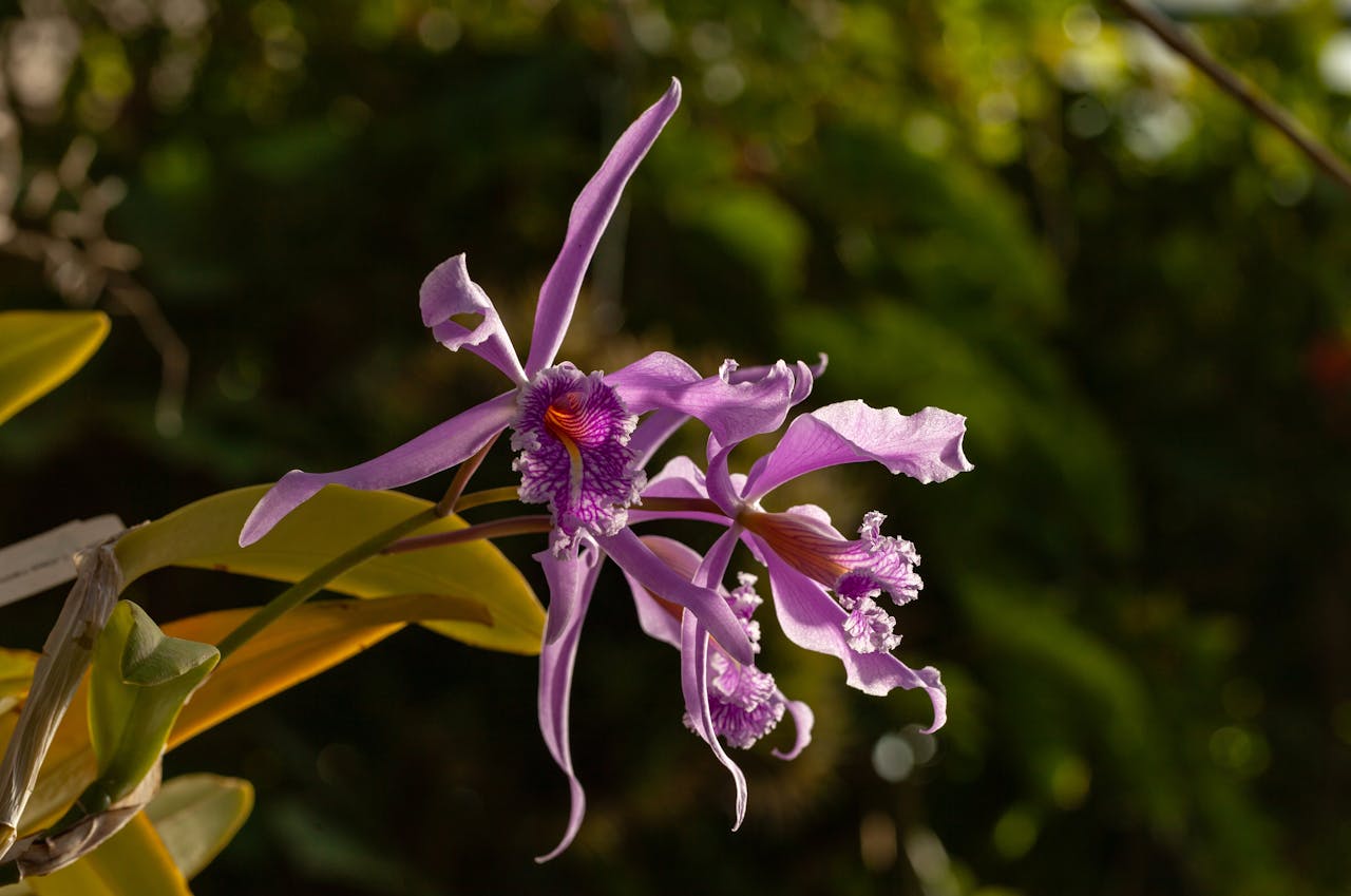 Orchidée Cattleya